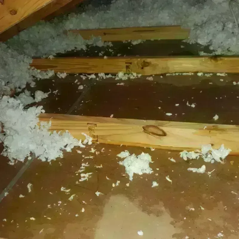 Attic Water Damage in Mukilteo, WA