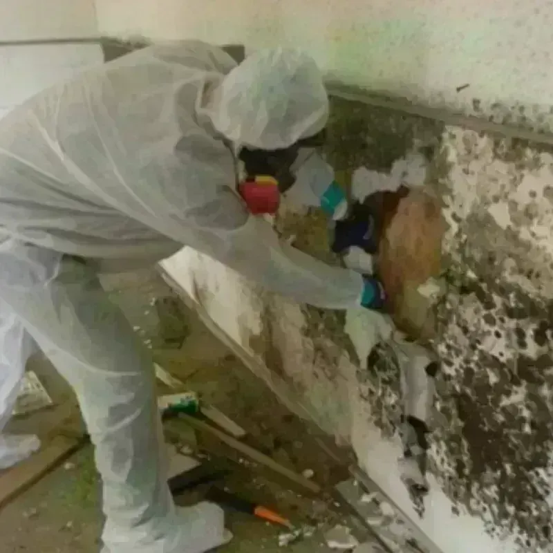 Mold Remediation and Removal in Mukilteo, WA